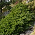 Juniper cossack tamariscifolia